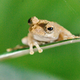 Illustration for article titled Clever Tree Frogs Shout For Sex By Using Storm Drains As Megaphones